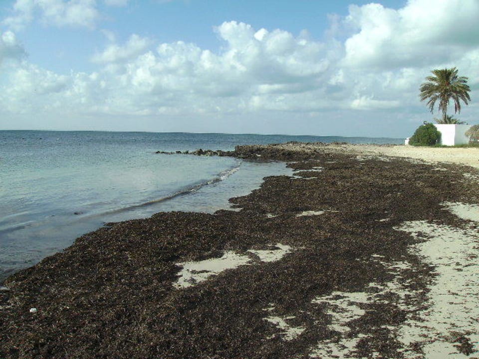 Strand  mit Algen Hotel El Mouradi Djerba Menzel