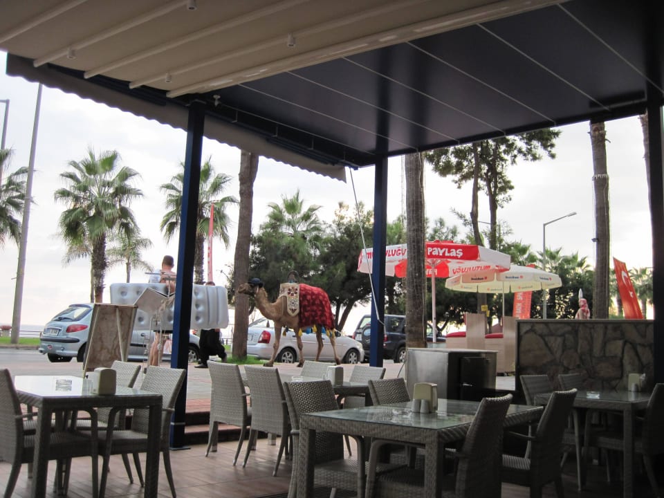 Gemütliche Bar mit Promenadenblick Kleopatra Balik