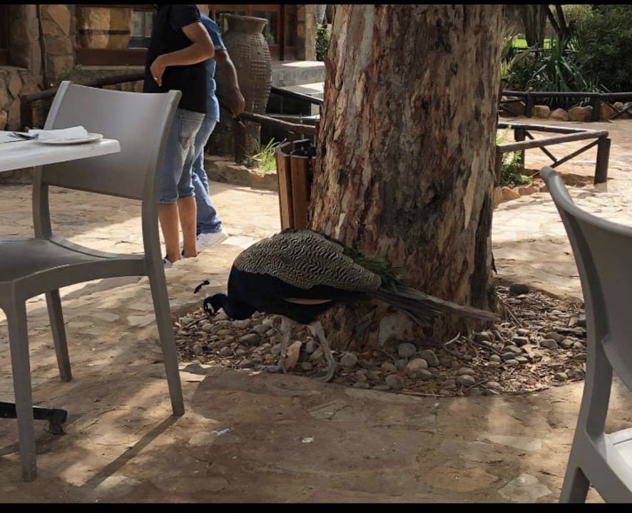 Sonstiges Guesthouse Aquila Private Game