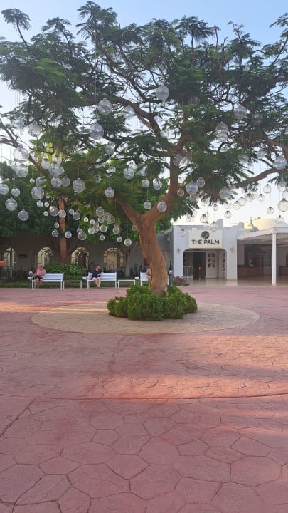 Sonstiges Desert Rose