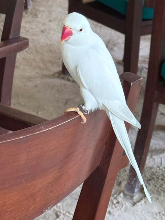 Sonstiges Adaaran Select Hudhuran Fushi - Premium All Inclusive