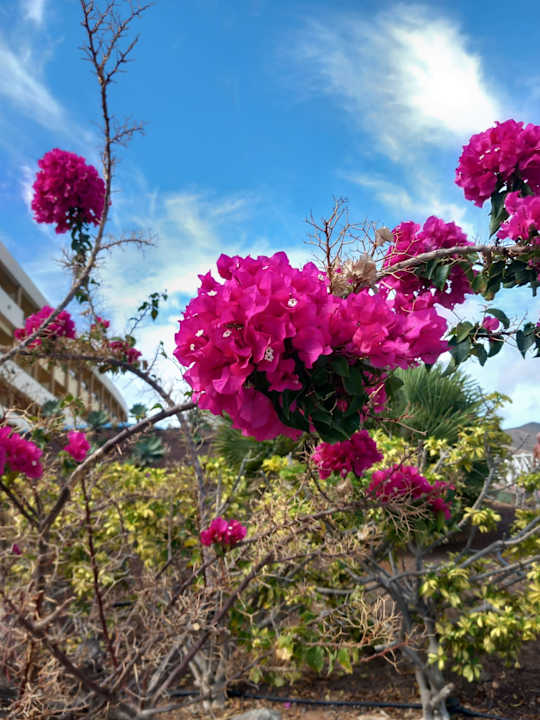 Gartenanlage Iberostar Waves Gaviotas Park