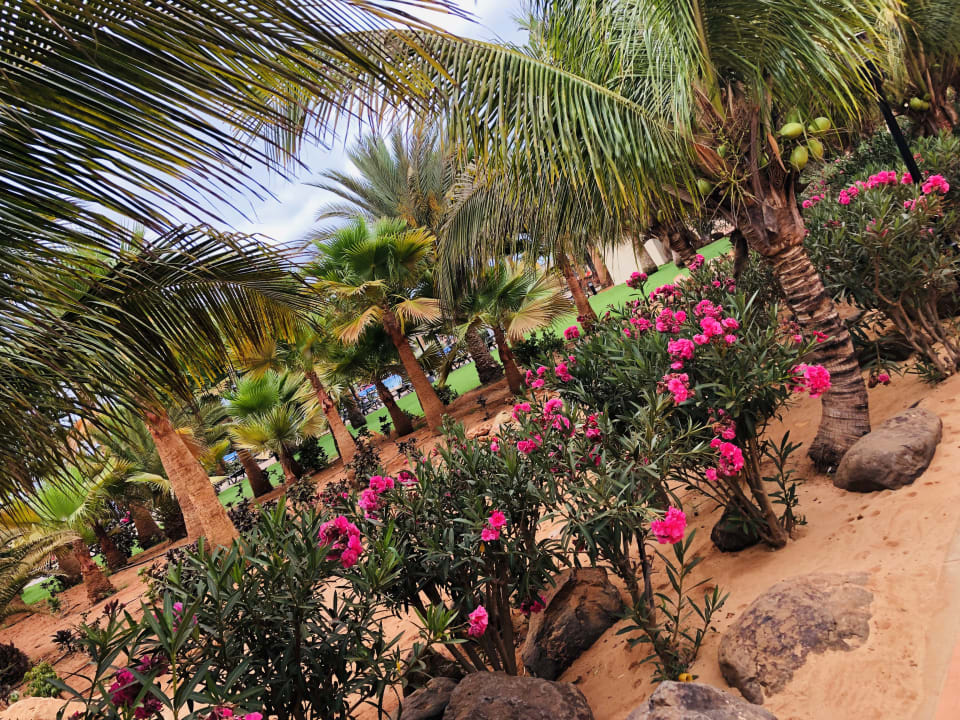 Gartenanlage Hotel Riu Touareg