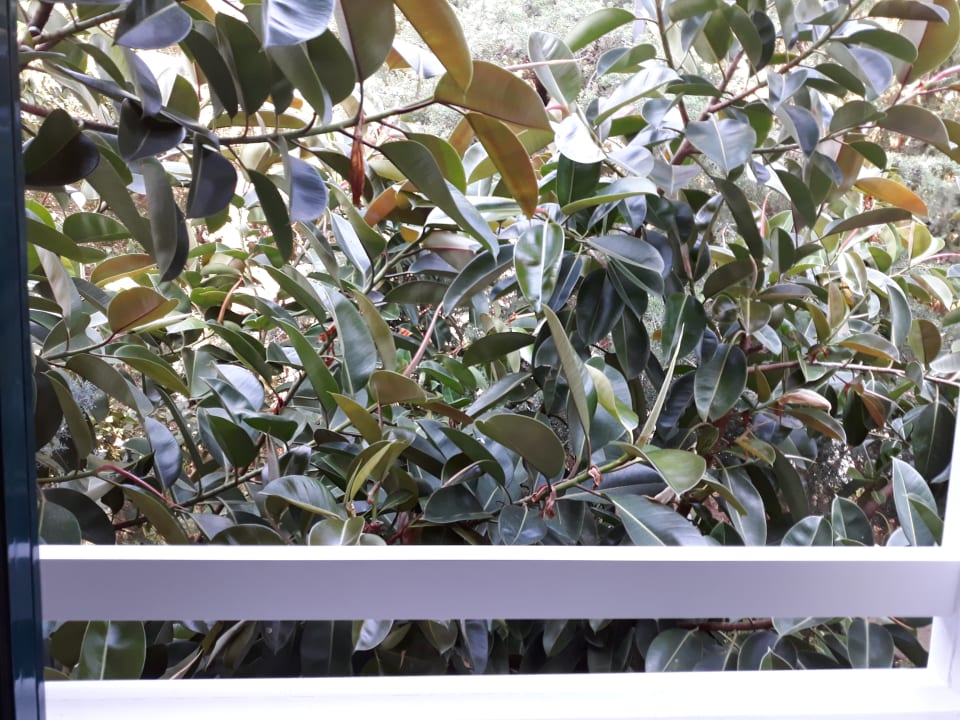 Zimmer PALOMA Perissia