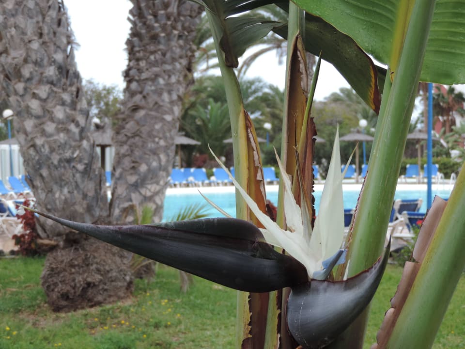 Der Garten SBH Fuerteventura Playa
