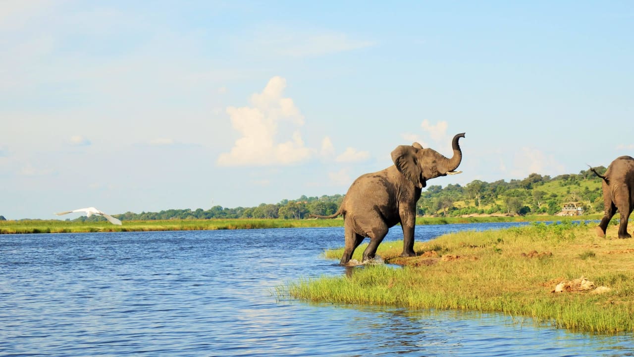 Elefant  Hotel The Garden Lodge On The Chobe River