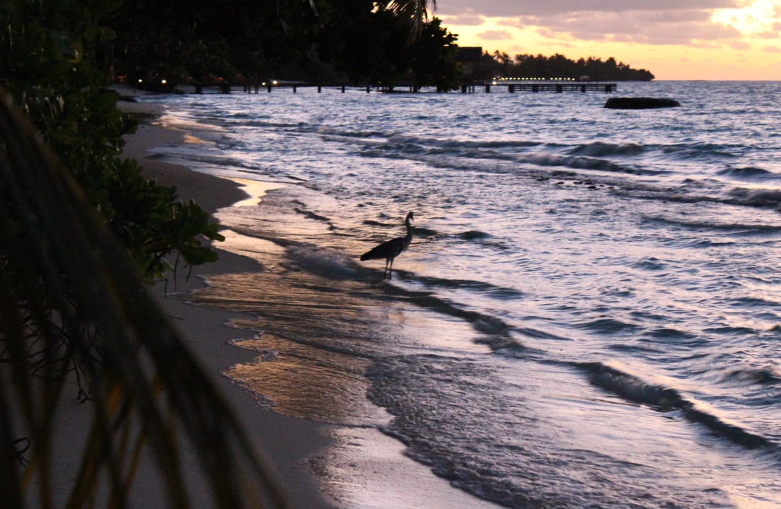 Sonnenuntergang an der Dhoni Bar Kuramathi Maldives
