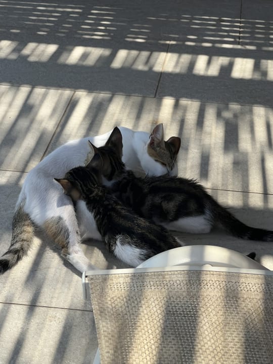 Gartenanlage Kakkos Beach Hotel