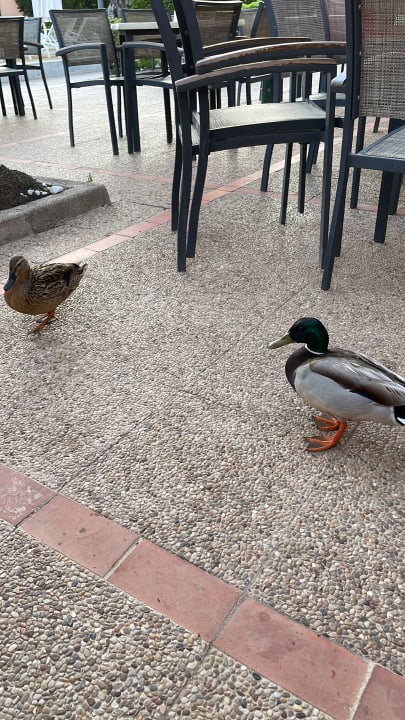 Sonstiges PortBlue Club Pollentia Resort & Spa