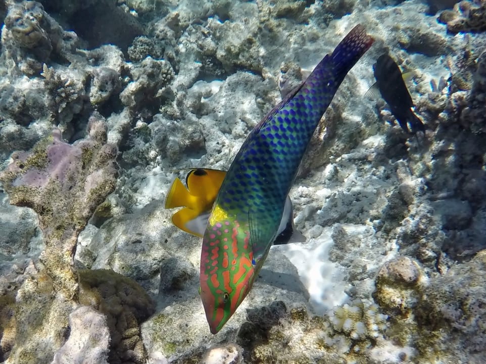 Schachbrett - Junker NH Collection Maldives Havodda Resort