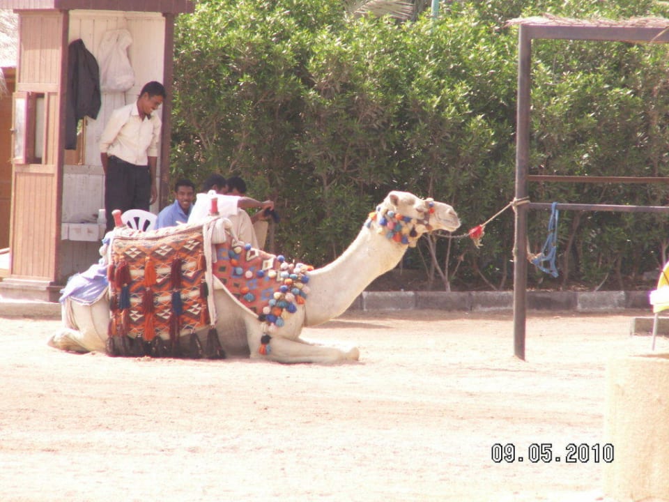 Nach einem Ausritt Stella Beach Resort & Spa Makadi Bay