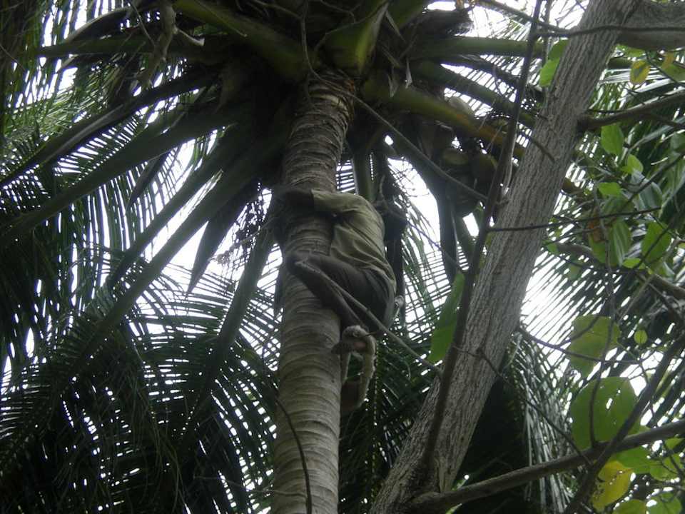Ein Mann auf der Palme Summer Island Maldives