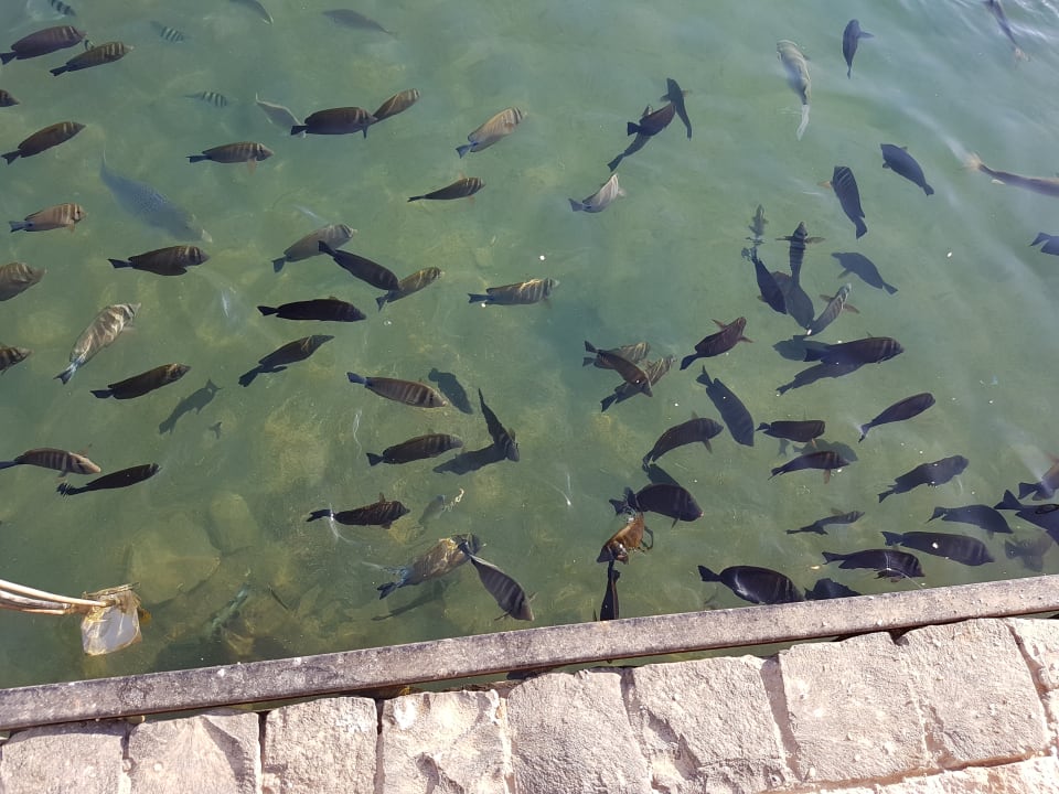 Gartenanlage Pickalbatros Dana Beach Resort - Hurghada