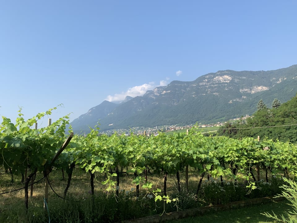 Ausblick Weingut Prälatenhof