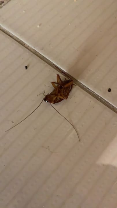 Zimmer Regina Resort and Aqua Park Hurghada