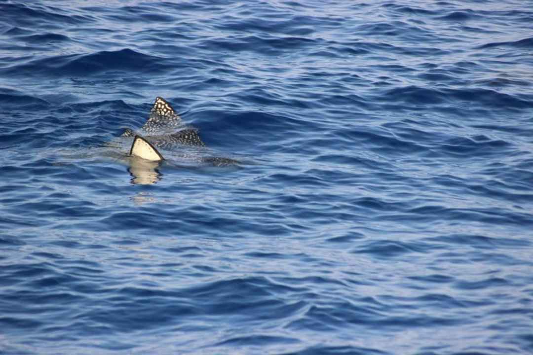 Rochen Pickalbatros Citadel Resort