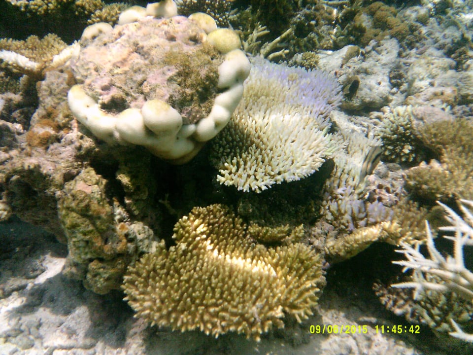Coral Garden Embudu Embudu Village