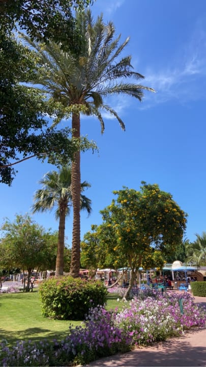 Gartenanlage Desert Rose