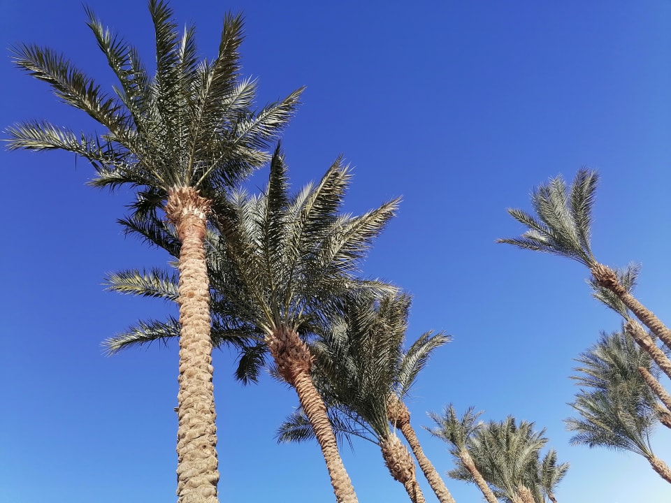 Sonstiges Pickalbatros Alf Leila Wa Leila Resort - Neverland Hurghada