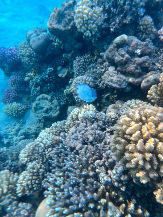 Strand Fort Arabesque Villas