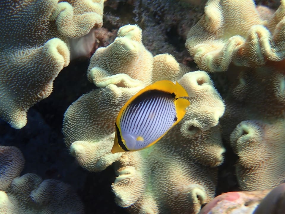 Sport & Freizeit Filitheyo Island Resort