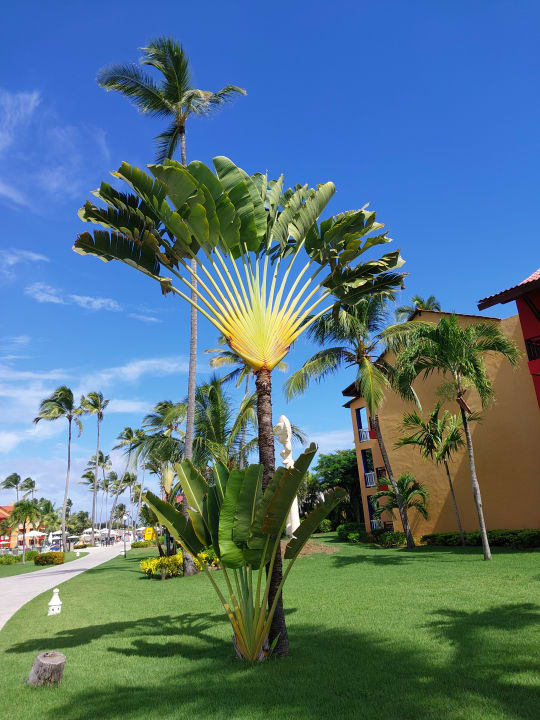 Gartenanlage Punta Cana Princess All Suites Resort & Spa