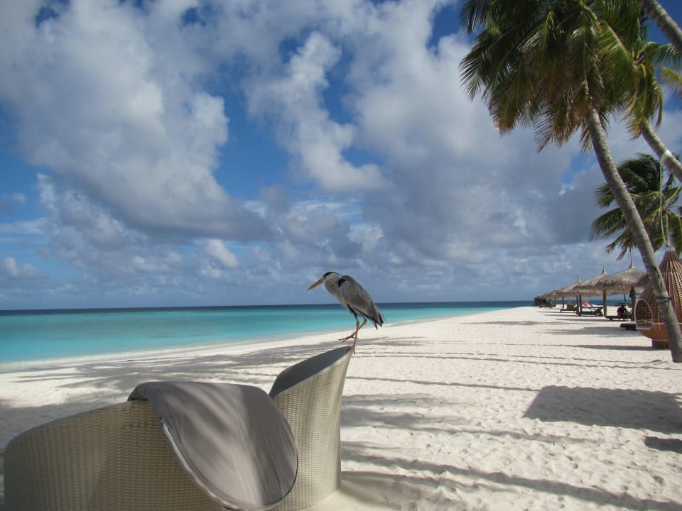 Bei der Bar  Veligandu Maldives Resort Island