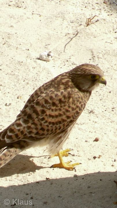 Falke? Summer Island Maldives