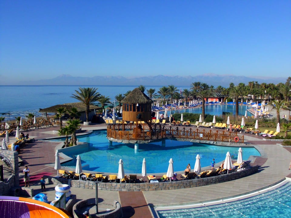 Oktober 2013 Papillon Belvil