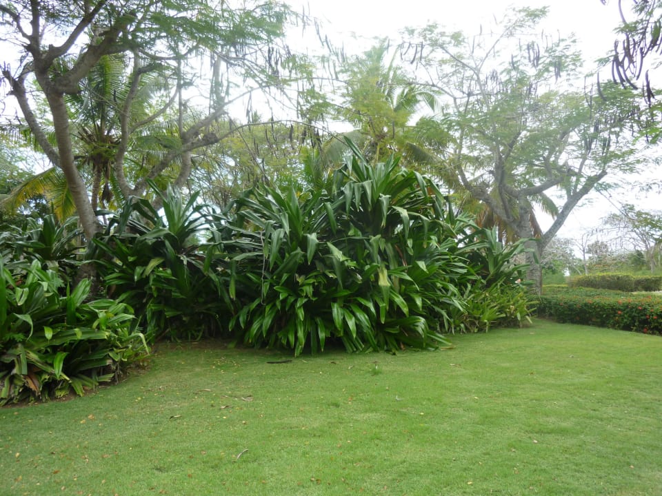 Garten BelleVue Dominican Bay