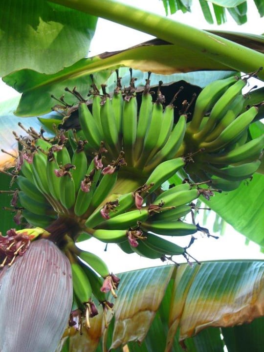 Bananenstauden! Porto Koukla Beach