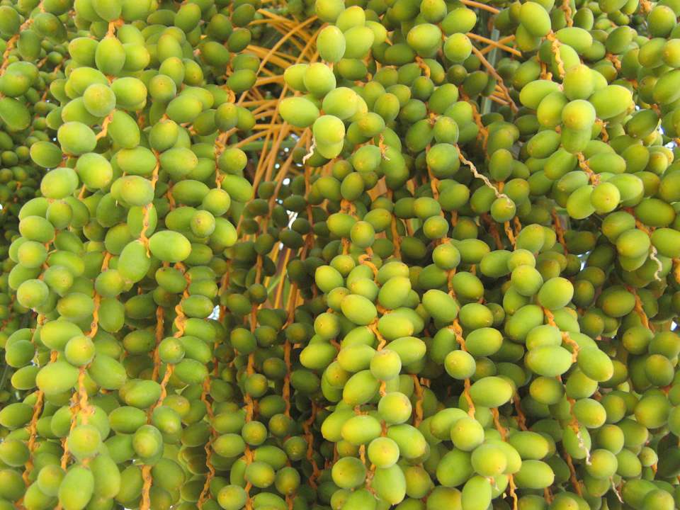 Оливковые пальмы Alassio Hotel and Thalasso