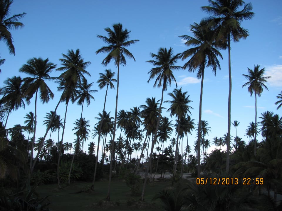 Ausblick von unserem Zimmer Villas Bavaro Resort & Spa