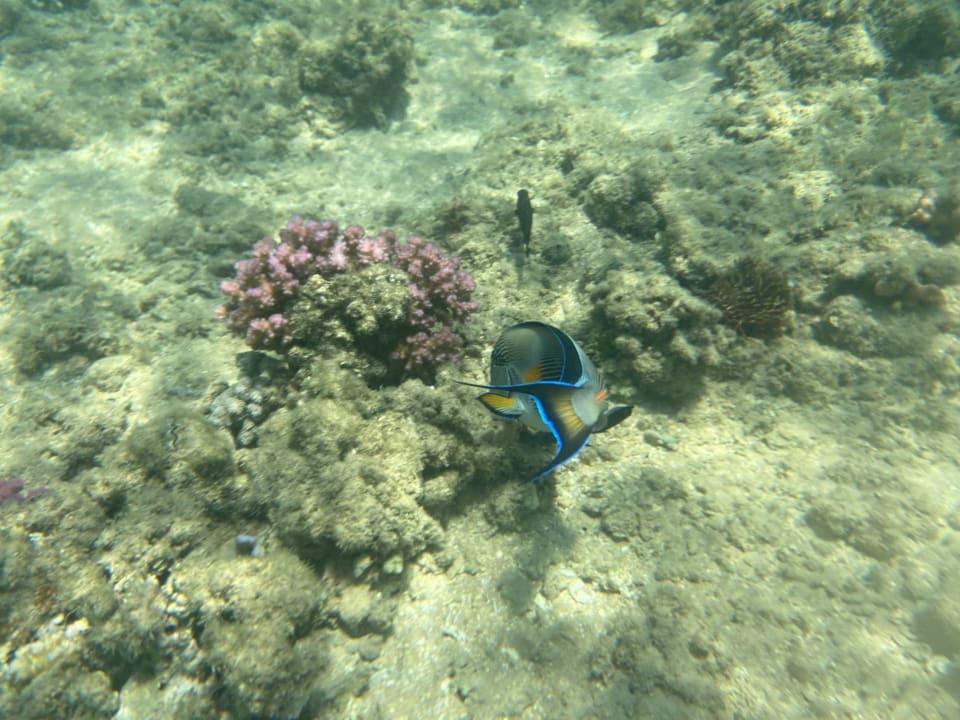 Strand Menaville Safaga