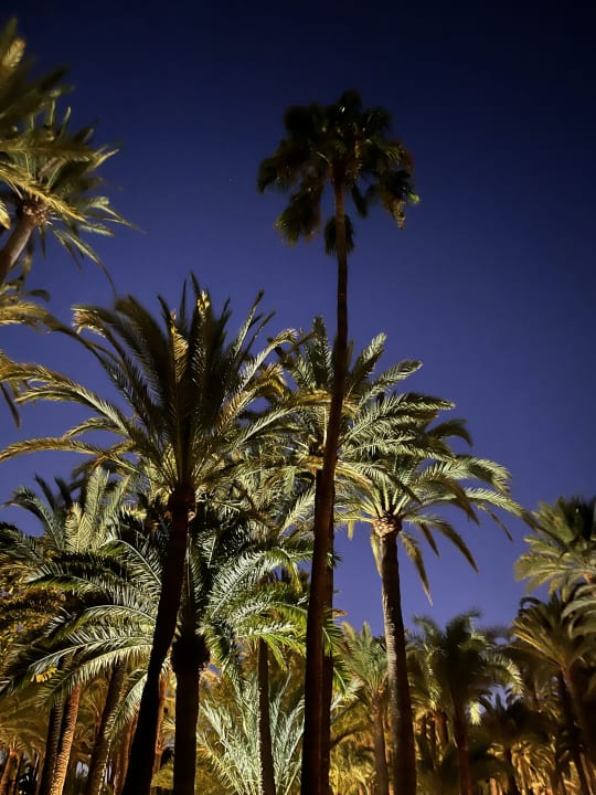 Gartenanlage Hotel Riu Palace Oasis