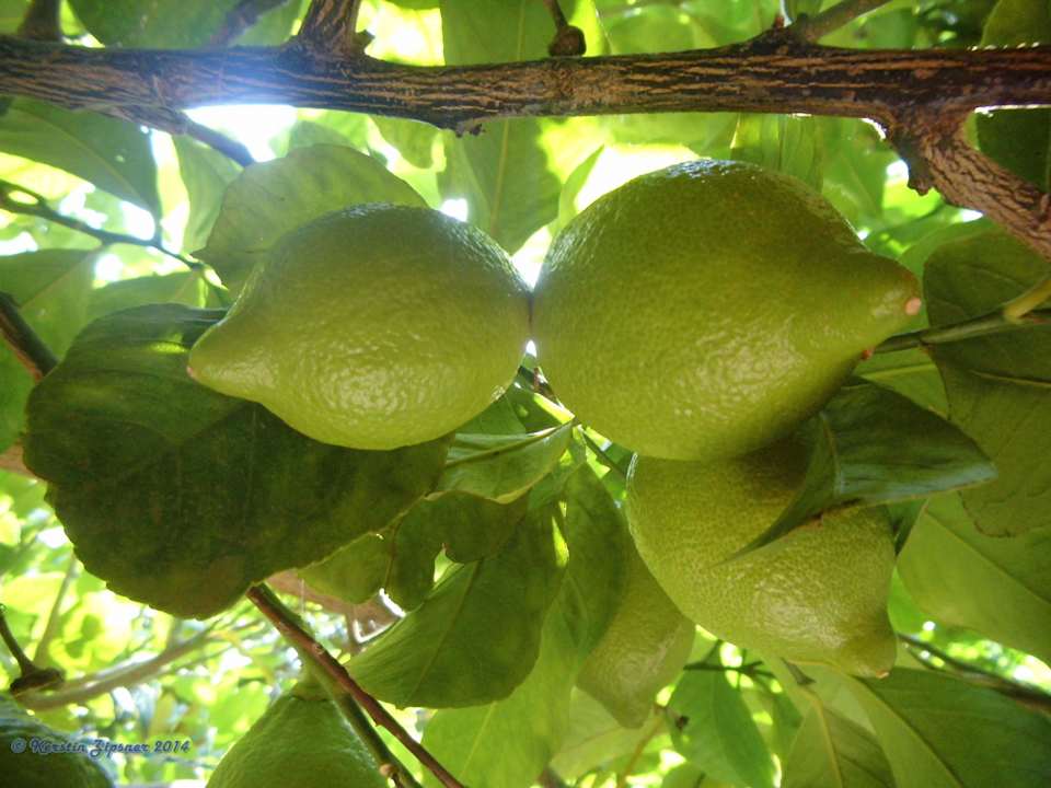 Zitronen Can Garden Beach