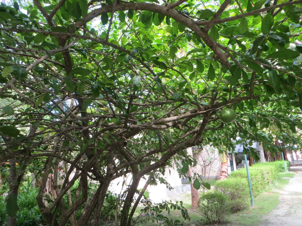 Tolle Kalabassen Pflanze im Gelände Adaaran Select Hudhuran Fushi - Premium All Inclusive