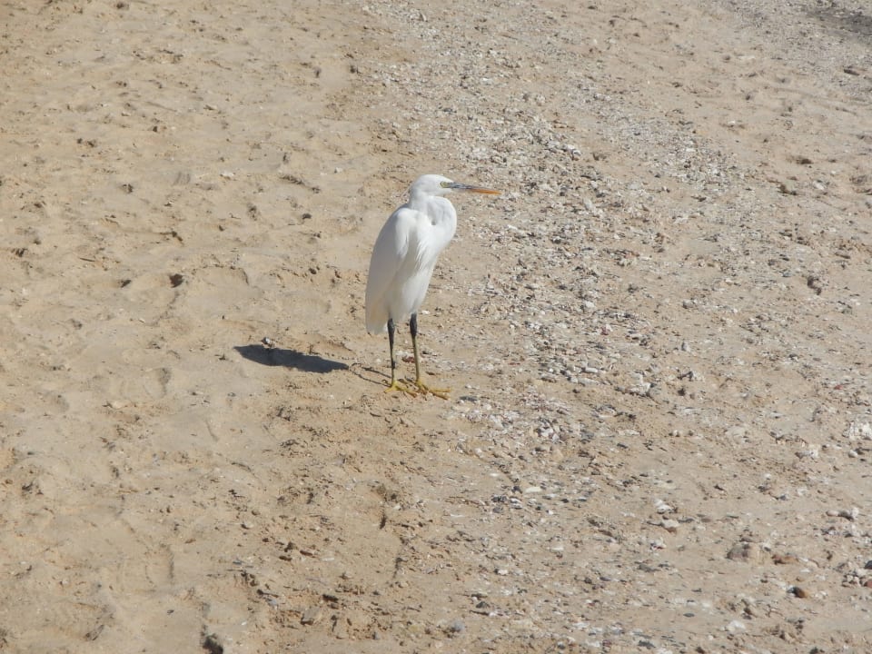 Besucher am Strand Steigenberger Coraya Beach - Adults only