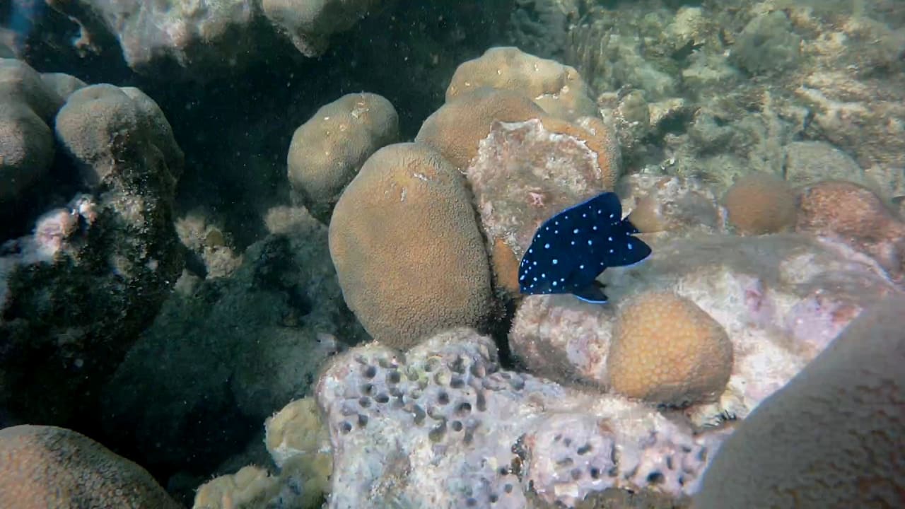 Sport & Freizeit Akumal Bay Beach & Wellness Resort