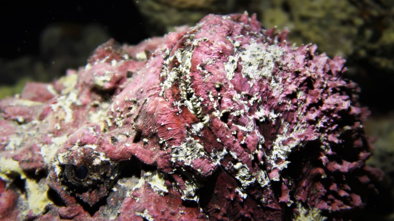 Sport & Freizeit Hotel Coral Garden