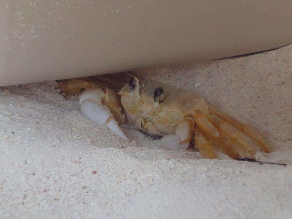 Ich liege gern am Strand Catalonia Royal Tulum Beach & Spa Resort - Adults only