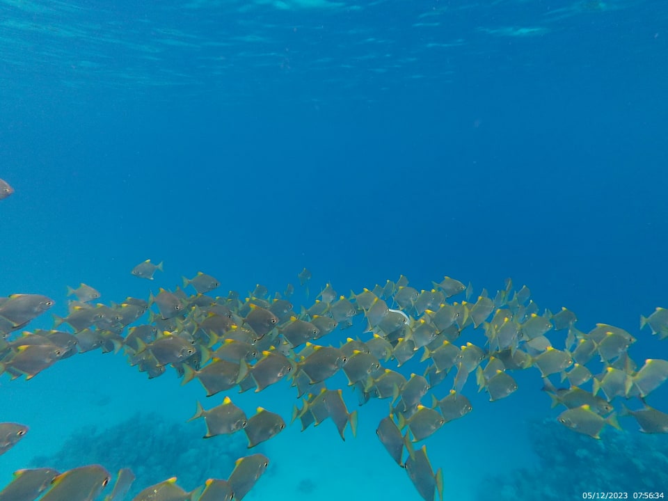 Sport & Freizeit Coral Sun Beach