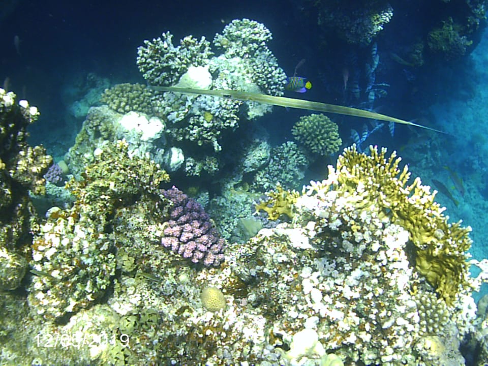 Sonstiges Steigenberger Coraya Beach - Adults only