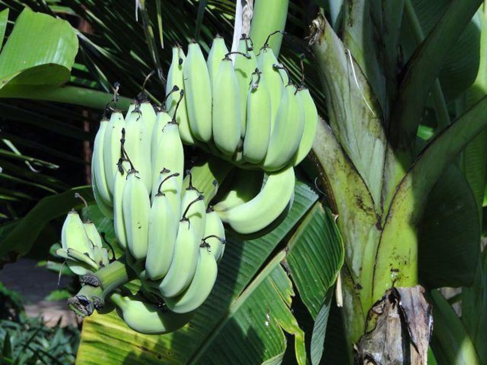 Bananen im Hotelgarten Paradise Beach Resort, Samui