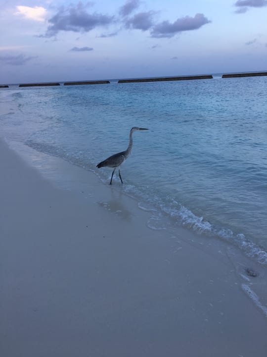Strand Veligandu Maldives Resort Island