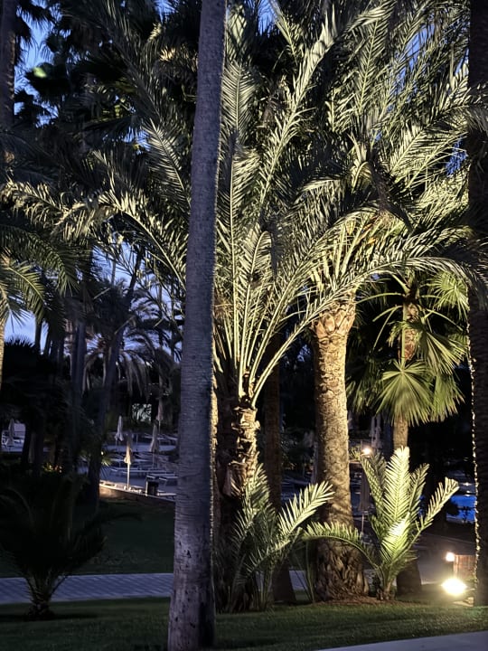 Gartenanlage Hotel Riu Palace Oasis