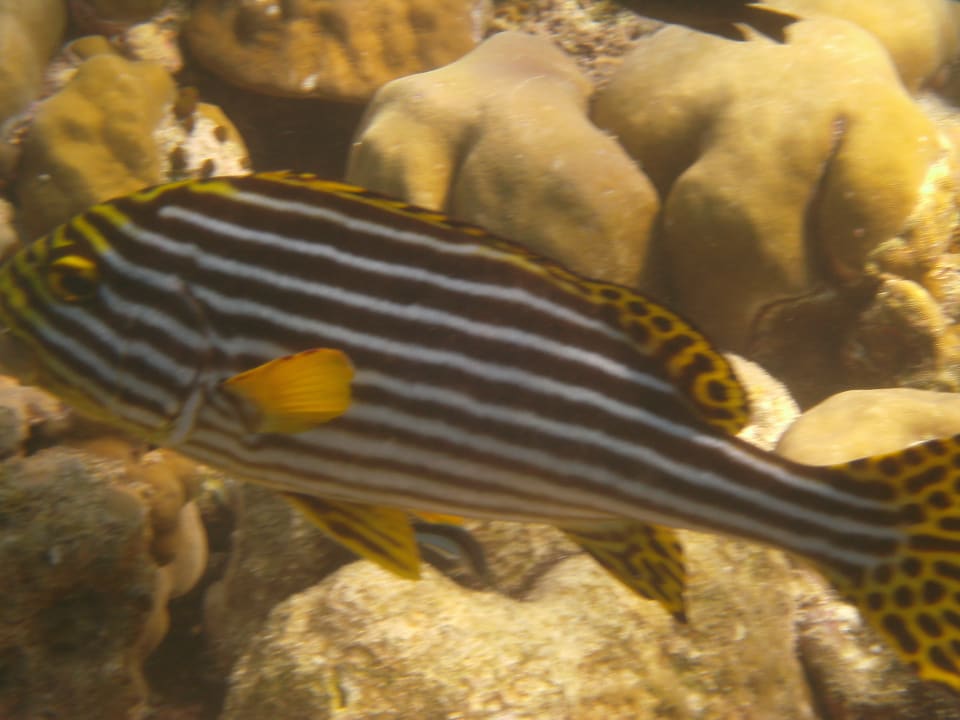 Strand Adaaran Select Meedhupparu Island Resort - Premium All Inclusive