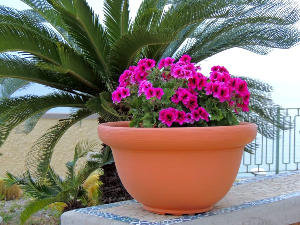 Gartenanlage Hotel Terme Royal Palm