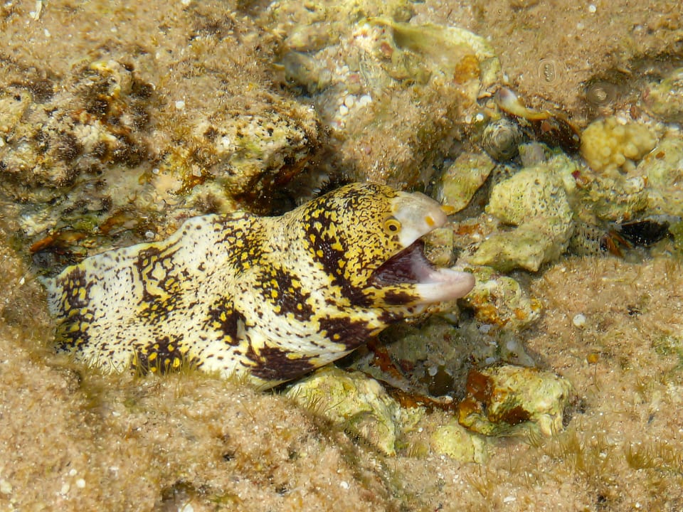 Widoczne tylko podczas przypływu Serenity Alpha Beach