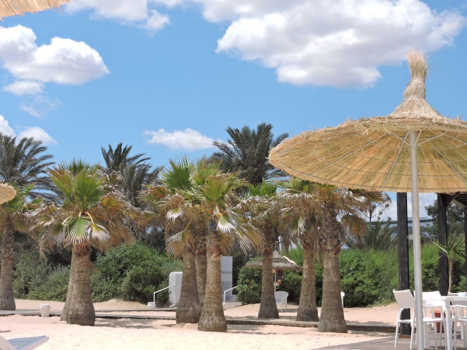 Schöne Palmen auch am Strand. Oceana Hotel & Spa